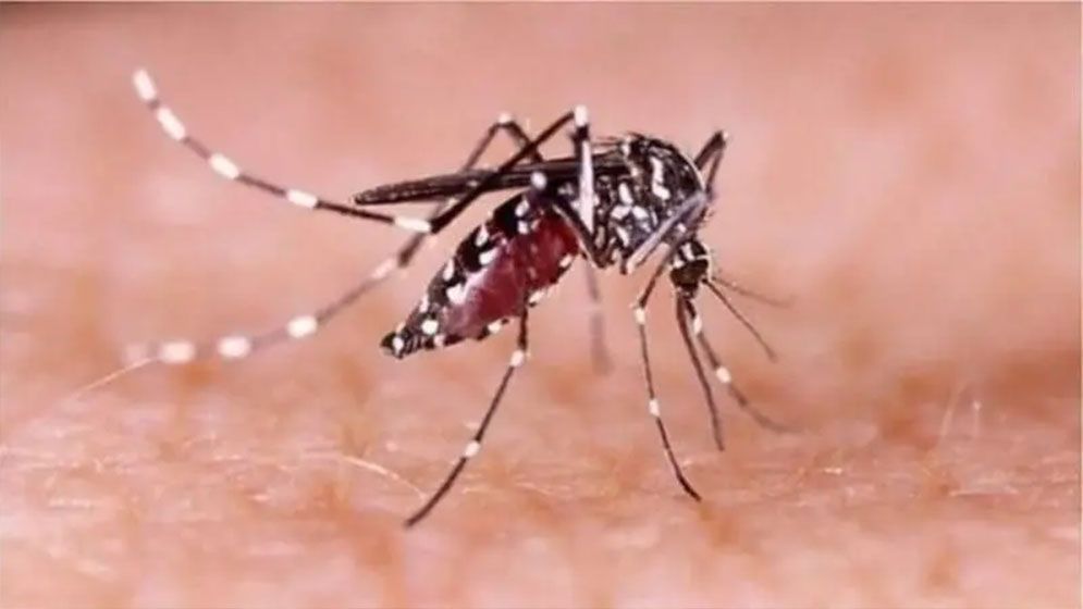 ডেঙ্গুতে আরও একজনের মৃত্যু, হাসপাতালে চার শতাধিক রোগী