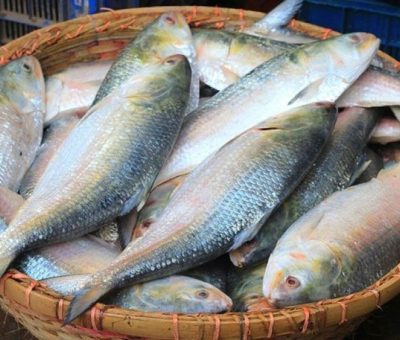 ভারতে ফের ইলিশ রপ্তানির অনুমতি, ১২ দিনে গেল ১৩৬ টন